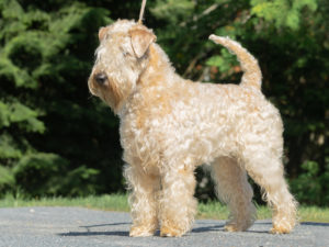 Hellevillan_Okariina_2019 Oodi
