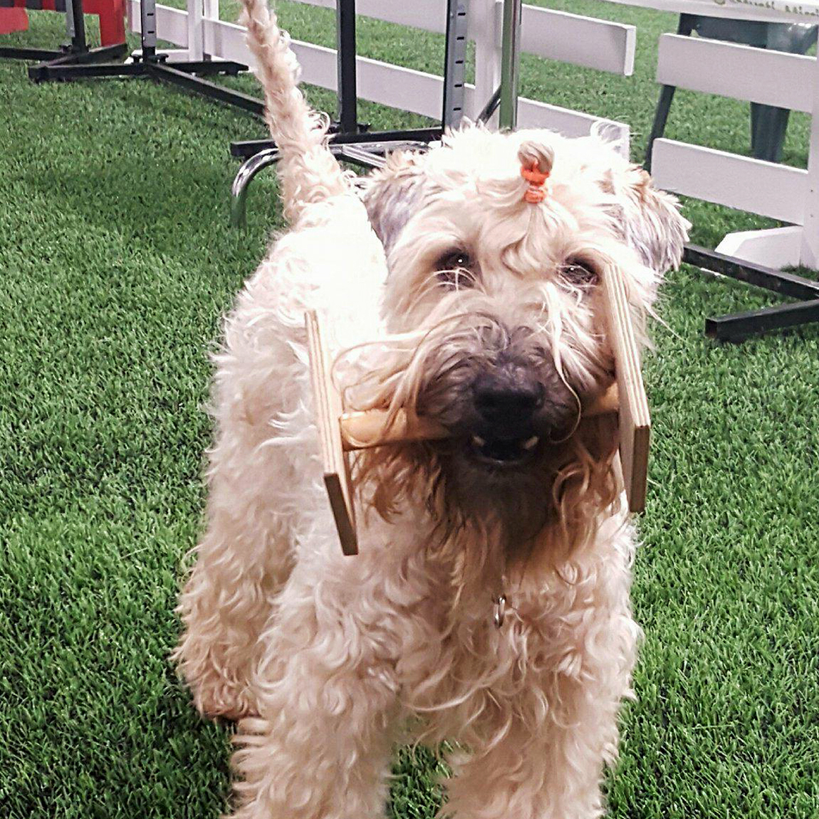 Kiia Vuoden 2017 Agility- ja Toko-koira kisoissa 3. sijalle!