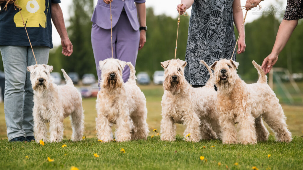 vehnäterrieri 4 generations