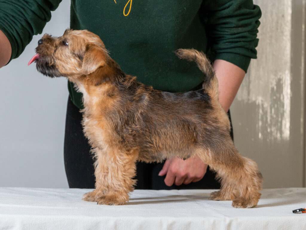 Hellevillan Calcifer