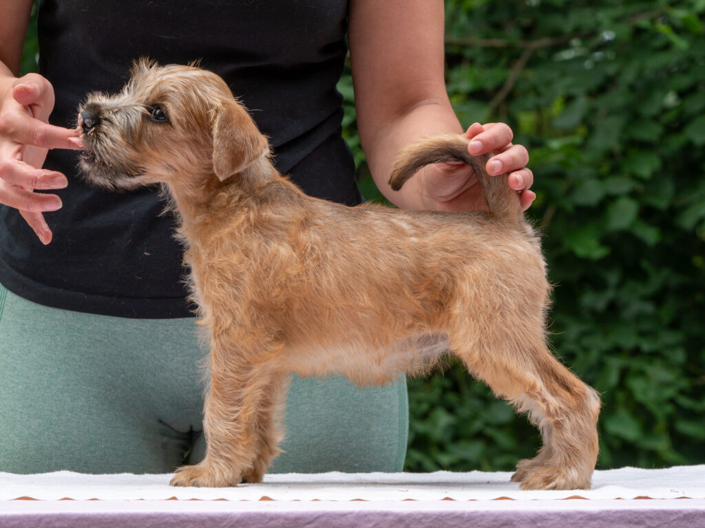 Hellevillan Willi Milli