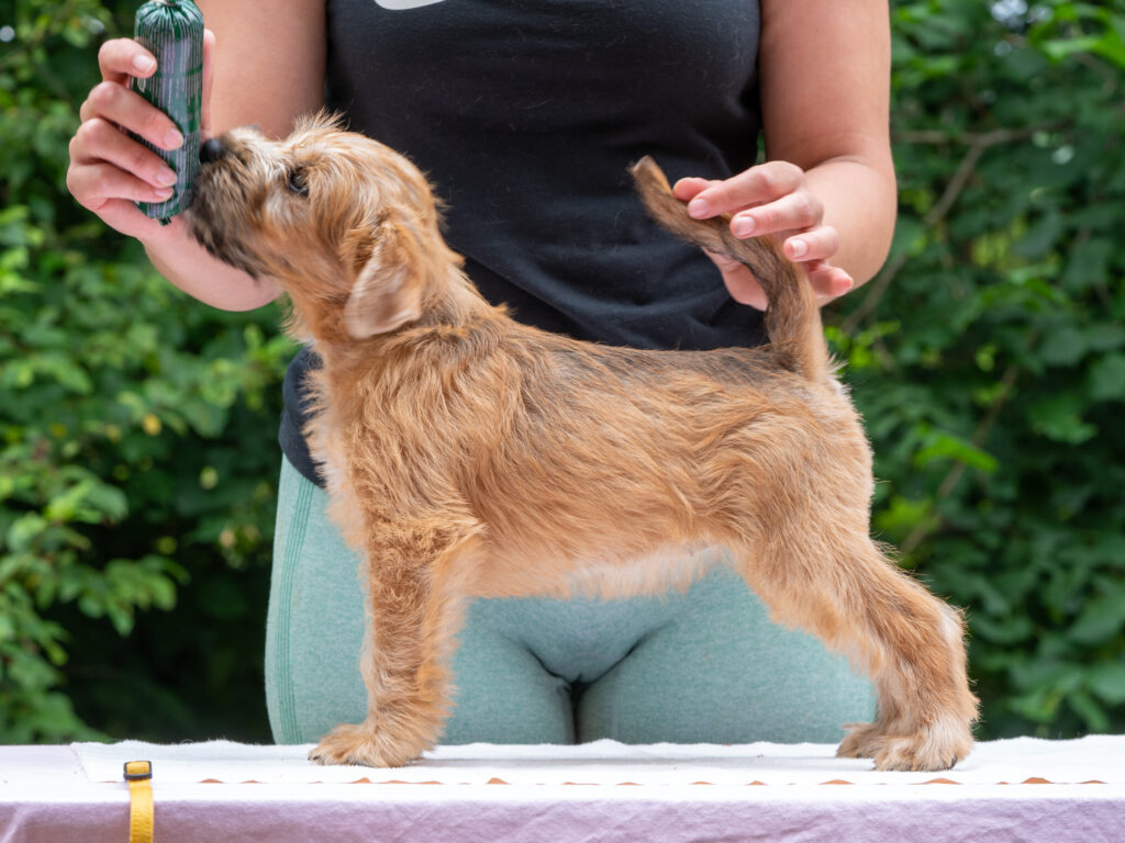 Hellevillan Willikko