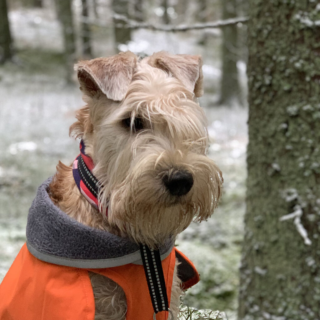 Hellevillan Willitys